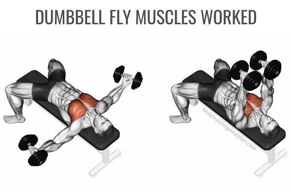 bai-tap-nguc-dumbbell-fly